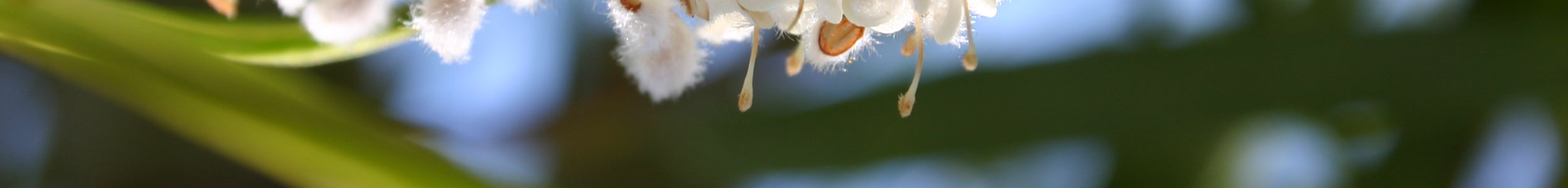 About Living Essences