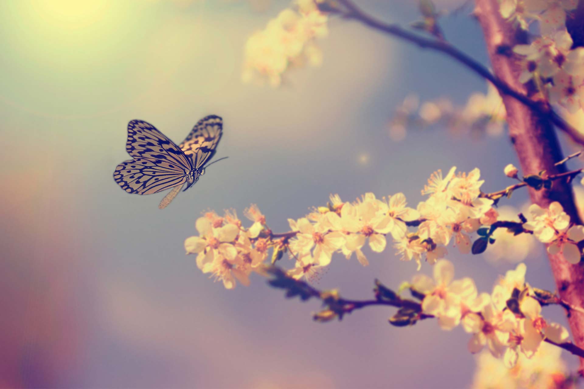 Flower Meditation