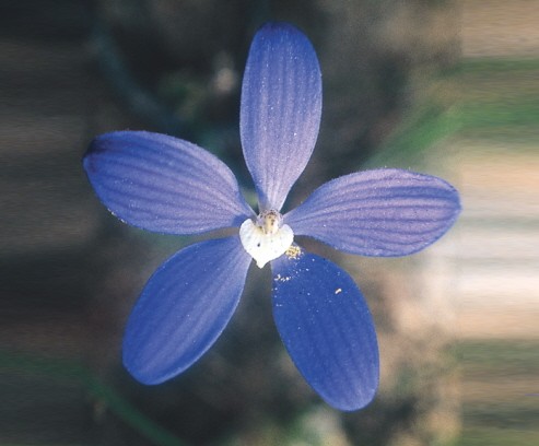 Blue China Orchid