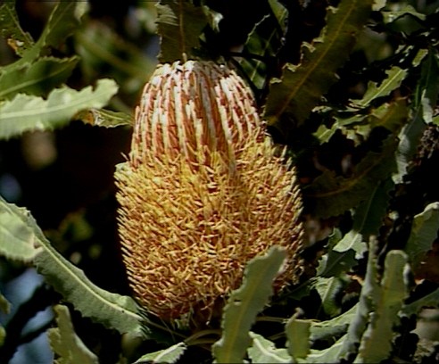 Menzies Banksia