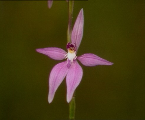 Pink Fairy Orchid