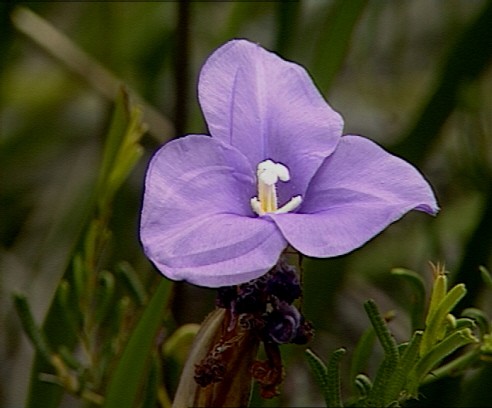 Purple Flag Flower
