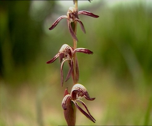 Red Beak Orchid