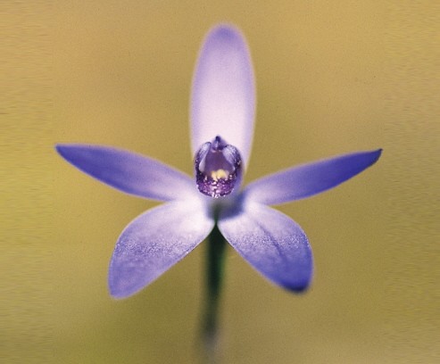 Shy Blue Orchid