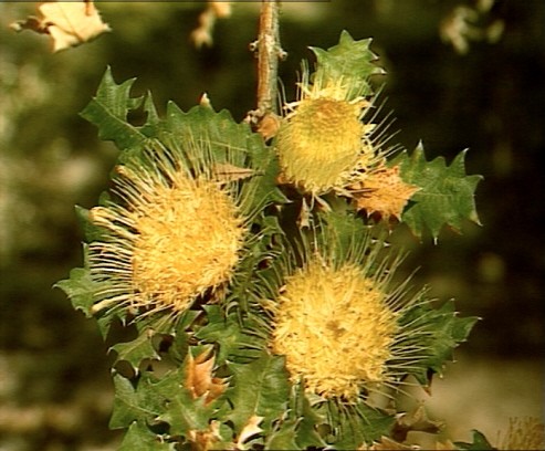 Urchin Dryandra