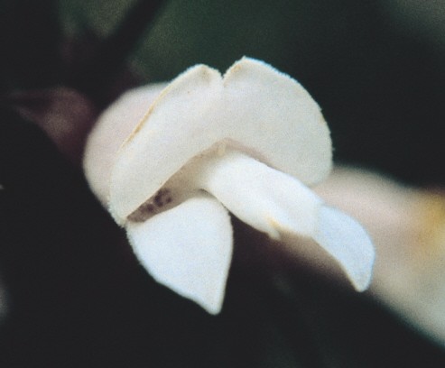 White Eremophila