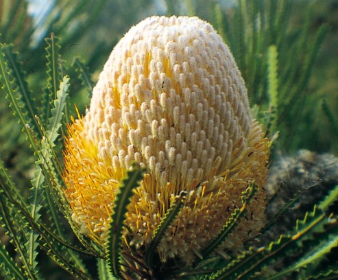 Wooly Banksia