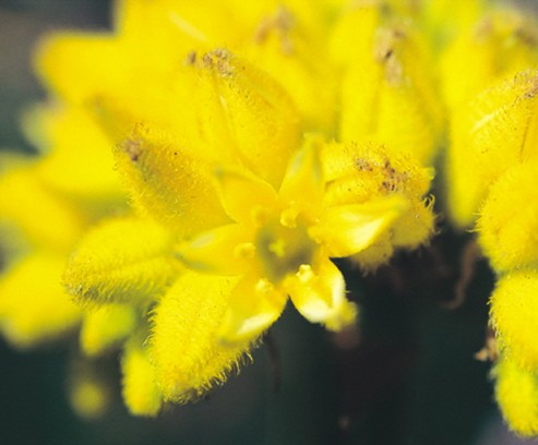 Yellow Cone Flower