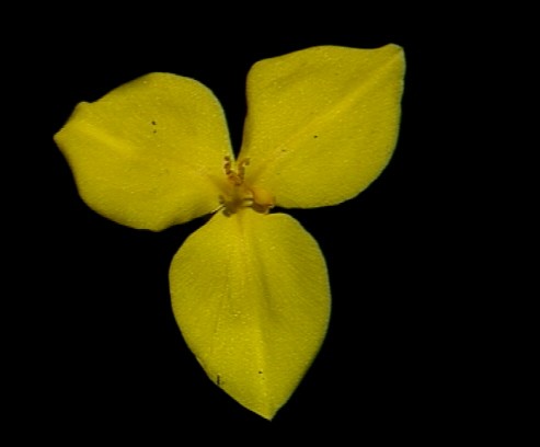 Yellow Flag Flower