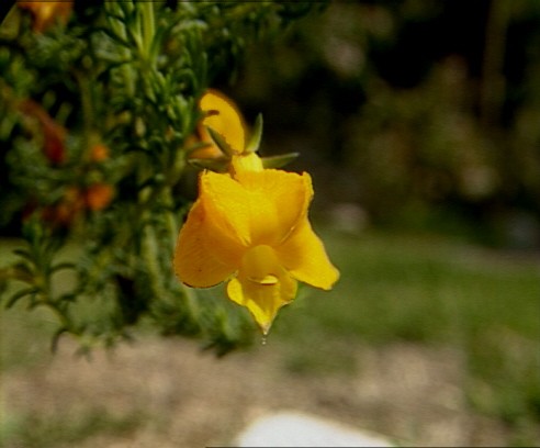 Yellow Leschenaultia